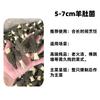 Hongos Matsutake Directos del Lugar de Origen, Productos Secos de Sichuan y Yunnan, Origen Original, 5-8cm Primera Cosecha Productos Nuevos, Hongos Transmitidos en Vivo por Tiktok