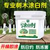Agente blanqueador para tronco de árbol, Agente blanqueador para árboles, Árbol frutal a prueba de insectos, Árbol grande, Huerto de cítricos, Planta blanqueadora Anticongelante