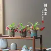 Plantas carnívoras en maceta, plantas cazamoscas, plantas repelentes de mosquitos para balcón interior, plantas verdes divertidas, macetas, plantas insectívoras