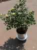 Herramientas para Hacer Bonsái Exhibidor Giratorio Tocones de Árboles de Bonsái Poda Profesional Mesa Giratoria para Poda de Flores y Plantas en Maceta Manual