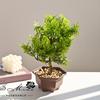 Flor falsa bem-vindo pinho simulação bonsai verde Yiwu fornecimento direto da fábrica simulação de flor criativa decoração para casa simulação planta em vaso