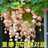 Semillas de Flor de Ciruelo Repelen Mosquitos e Insectos, Planta Trepadora de Doble Pétalo, Fácil de Cultivar, Florece en Todas las Estaciones, Semillas de Flores para Jardín Exterior