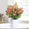 Geely Ruyi Rojo Flor Reina Planta en Maceta Planta Verde de Escritorio para Interiores Cuatro Estaciones Mary Ann Perenne Flores Fáciles de Cultivar