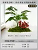 Musgo para Paisajismo de Plantas Verdes Plantas Artificiales Decoración Flores Artificiales Combinación Tropical para Interiores Paisaje de Ventana Persa Arreglo de Césped