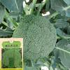 Musgo Westland, Sementes de Musgo Azul Oeste, Couve, Couve, Musgo Vegetal de Quatro Estações, Sub-Folha Vegetal, Coração de Repolho, Musgo, Primavera Azul Oeste