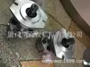 SuPPly HONOR Gear PumP 2BB1P19r Bomba de Engranajes de Tantalio / Bomba Hidráulica / Bomba de Presión de Aceite