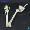 1:1 Hueso de Extremidad Superior, Hombro, Germanio, Hueso del Brazo, Clavícula, Hueso del Brazo Superior, Modelo de Hueso Humano, Ciencia del Dolor Óseo