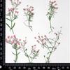 Pacote de Material DIY Flor Seca Gipsofila Flor Real Artesanal Espécime de Planta Embossado Enfeites Decorativos Artesanal Xiaoxiacao