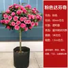Rosa de Touceira [Floresce em Todas as Estações] Rosa de Touceira Flores em Forma de Galho Mudas de Flores Grandes Rosas de Vaso Não Podem Ser Cultivadas no Quintal
