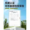 2025 Maíz Amarillo Auténtico de Noreste Heilongjiang, Fresco Empacado al Vacío, Dulce, Blanco, Pegajoso, Bajo en Grasa