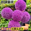 Bulbos de cebola flor de grande porte importados da Holanda, plantas de vaso resistentes ao frio, plantas de jardim, bulbos de cebola flor de grande porte, fáceis de sobreviver em todas as estações