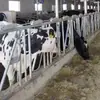 El Fabricante Produce y Exporta Nuevas Pinzas de Cuello Auto-Bloqueantes para Ganado, Pinzas de Cuello Engrosadas para Ganado y Restricciones de Cuello para Ganado para Uso en Granjas de Ganado