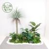 Paisajismo de Plantas Verdes Paisajismo de Balcones Decoración de Plantas Artificiales para Interiores y Exteriores Planta Viajera Plátano Espalda de Tortuga Planta Debajo de las Escaleras Paisajismo