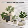 Plantas Verdes Artificiales, Flores Falsas, Flores Artificiales, Plantas Pequeñas de Escritorio en Maceta, Adornos Decorativos, Estanterías, Plantas Verdes Artificiales, Accesorios de Fotografía