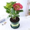 Plántulas de hortensia reverdecimiento flores en maceta plántulas en flor flores de patio escritorio de oficina balcón perenne todas las estaciones hermoso