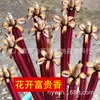 Fábrica de incienso Buda flores floreciendo rico incienso floración sándalo sin humo flores ricas 40cm 18 inciensos florales incienso de interior