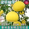 Dropshipping de Mudas de Pomelo Liangping para Plantio em Quintais do Norte e do Sul, Mudas de Pomelo Branco-Mel Enxertadas de Frutas Extra-Grandes em Vasos