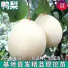Mudas de Pera de Uma Peça para Dropshipping para Plantio no Norte e Sul, Plantas de Vaso para Pátio para Plantio em Todas as Estações, Mudas Vivas Enxertadas de Frutas Extra-Grandes