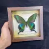 Porta-Retrato com Espécime de Borboleta Verdadeira Faixa Verde Borboleta Cuifeng Pintura Decorativa Pintura de Parede Ornamentos de Pendurar Barraca de Educação Popular Científica Pegue os Produtos