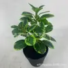 Camélia Folhas Falsas Folhas Falsas Artificiais Folhas de Bola de Alho Poró Cinza Plantas Decoração de Casamento Hotel Folhas
