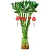 Dragón de Bambú Wenchang Bambú 4 Piezas con Raíces para Cultivo en Agua, Bambú Rico y Próspero, Plantas de Alto Cultivo en Agua, Plantas de Interior para Sala de Estar