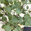 Simulação de estilo nórdico eucalipto planta verde folha grande planta verde simulação decoração escritório simulação horizontal jardinagem planta verde