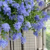 Una generación de plántulas en maceta de copo de nieve azul cuatro estaciones abierto patio balcón alféizar enredadera trepadora puede colgar flores y plantas verdes