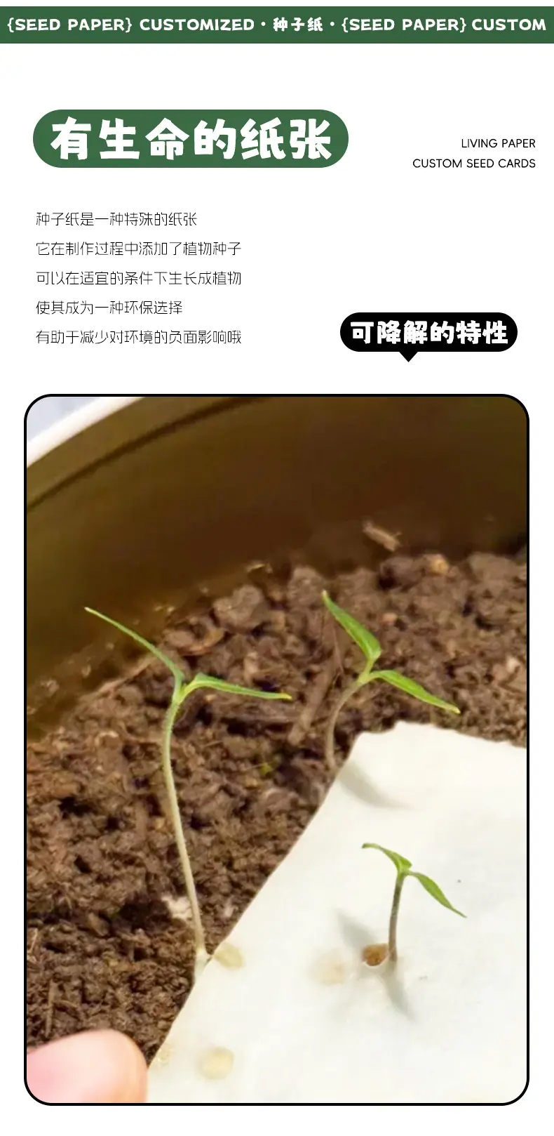 种子纸-套版3_02.jpg