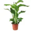 Remoção de Formaldeído Ave do Paraíso Hidropônico Planta Verde Puxar Flor Planta em Vaso Sempre-verde Purificação do Ar Interno Fácil de Cultivar