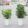 Planta de Vaso Grande para Interior, Planta que Atrai Fortuna, Madeira Pata de Pato, Árvore da Fortuna, Árvore da Felicidade, Árvore da Paz