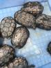 Tortuga Pequeña Colorida Tortuga Brasileña Viva Hierba China Tortuga de Piedra del Sur Ornamental Hierba de Hilo Verde Oreja Amarilla Tortuga de Agua Profunda Llama