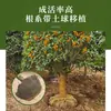 Mudas de Osmanthus São Plantadas no Solo, Árvores de Osmanthus Perenes, Osmanthus Dourado e Mudas Grandes de Osmanthus, Plantas de Quintal, Flores Fragrantes para Varanda