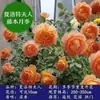 Rosal Trepador, Rosa, Árbol de Flor Extra Grande, Planta Trepadora, Flor Trepadora para Pared de Balcón, Rosa en Maceta, Florece en Todas las Estaciones