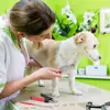 Cortauñas de Belleza para Mascotas Caliente Transfronterizo Cortauñas para Uñas Gato y Perro Cortauñas de Seguridad Herramienta de Limpieza de Belleza para Mascotas