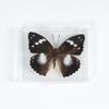 Adorno de mariposa real, alas de mariposa real, regalo de cumpleaños creativo para estudiantes, caja transparente