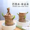 Planta hidropônica de madeira brasileira, madeira da sorte, planta verde de mesa, cultivada em água, planta em vaso mini para interior para escritório, fácil de cuidar