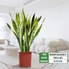 Orquídea Tigre com Borda Dourada Planta Verde em Vaso Suculenta Grande para Interior Fácil de Cuidar Todas as Estações Sala de Estar Absorvedora de Formaldeído Planta Grande em Vaso