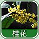 4295 - 桂花香精