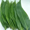 Folhas de Bambu Frescas para Colher, Usadas para Fazer Zongzi durante o Festival do Barco-Dragão, com 50 Peças de Folhas de Vidro