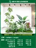 Paisagismo de Planta Artificial Varanda Arranjo de Paisagem Escada Interna Sob Árvore de Flores Artificiais Decoração Biomórfica Planta Verde Paisagismo Combinação