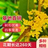 Mudas de Osmanthus São Plantadas no Solo, Grandes Plantas de Osmanthus Dourado e Osmanthus Vermelho Perenes de Quatro Estações em Vasos, Flores Fragrantes para Varanda, Plantas de Jardim Resistentes ao Frio