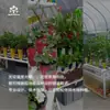Plantio simbiótico de peixe e vegetal Kit de dispositivo de maré vaso varanda sistema de sifão sem solo quintal hidropônico