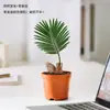 Planta Bebé de Palo Hierro en Maceta, una Herramienta de Escritorio para Aliviar el Estrés para Trabajadores, Fácil de Cultivar Hidropónicamente, Planta Pequeña Verde Tolerante a la Sombra para Baños