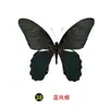 Especímenes Tridimensionales de Mariposas e Insectos Reales para la Educación Científica Infantil en Jardines de Infancia, con Alas Extendidas, Diseño de Estilo Fotográfico 1