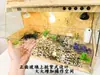 Caixa de Criação de Tartarugas, Caixa de Codornas, Caixa para Pets Répteis, Caixa Isolada para Tartarugas, Caixa de Madeira Maciça com Borda Amarela para Geckos, Lagartos, Cobras e Tartarugas Aquáticas