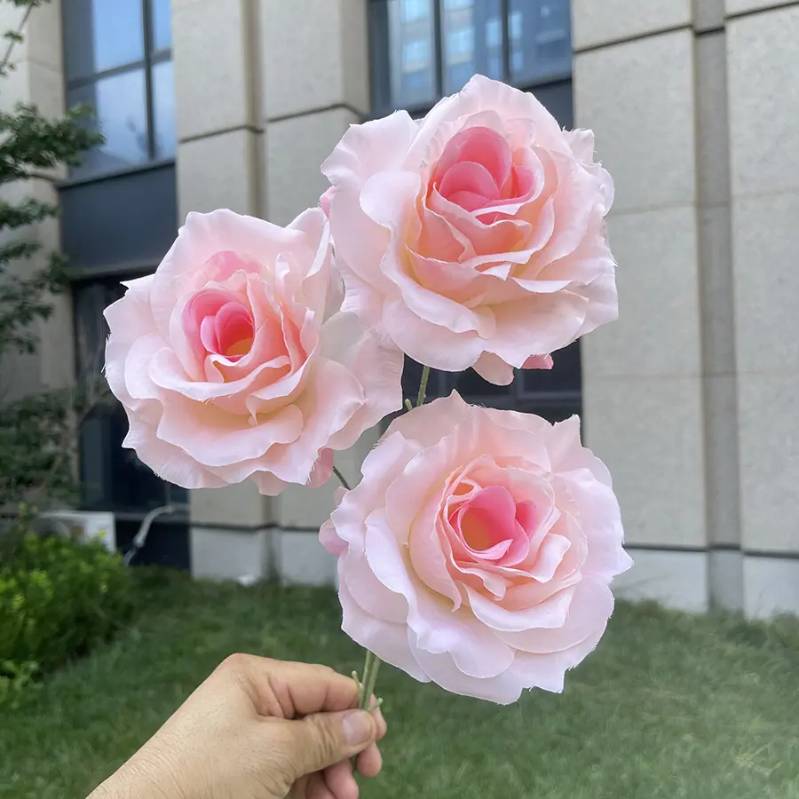 3头巨型美琪玫瑰-粉色.JPG