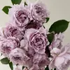Plántulas de Flor de Rosa Morada Fantasía en Maceta con Fuerte Fragancia y Flores Abundantes, Flores Resistentes al Calor y Flores Abundantes Que Florecen en Todas las Estaciones, Plantas Verdes