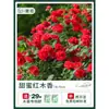 Plántulas de Flores Leñosas Amarillas, Enredaderas Trepadoras, Plántulas Leñosas Doble Rojo y Blanco, Rosas, Florales de Floración Cuatro Estaciones, Plantas en Maceta para Balcón y Patio