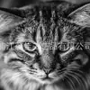 Pintura de diamante 5D transfronteriza nueva DIY diamante completo serie animal Patrón negro gato pintura decorativa fábrica al por mayor suministro de comercio exterior