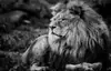 Pintura en Lienzo con Citas Inspiradoras de Tigre Blanco y Negro Lobo Póster Arte de Pared Sala de Estar Pintura Decorativa Moderna
